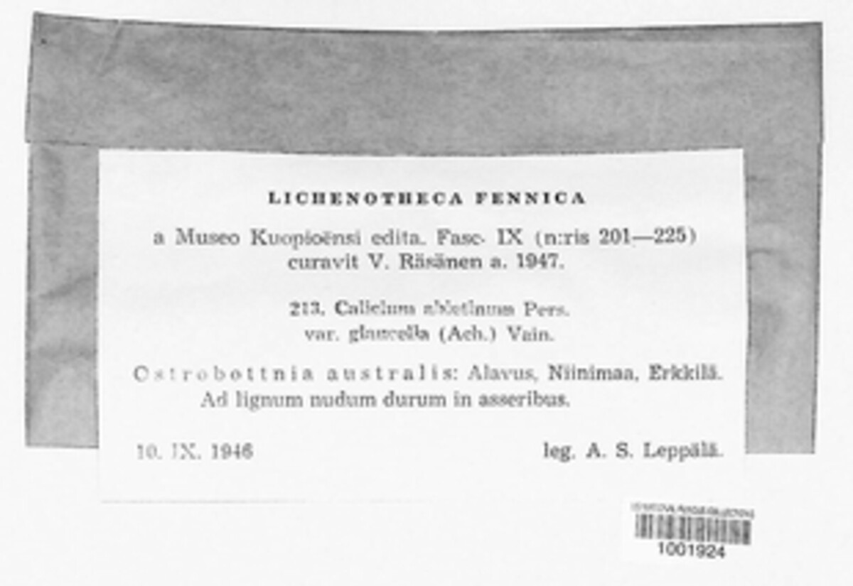 Calicium abietinum image